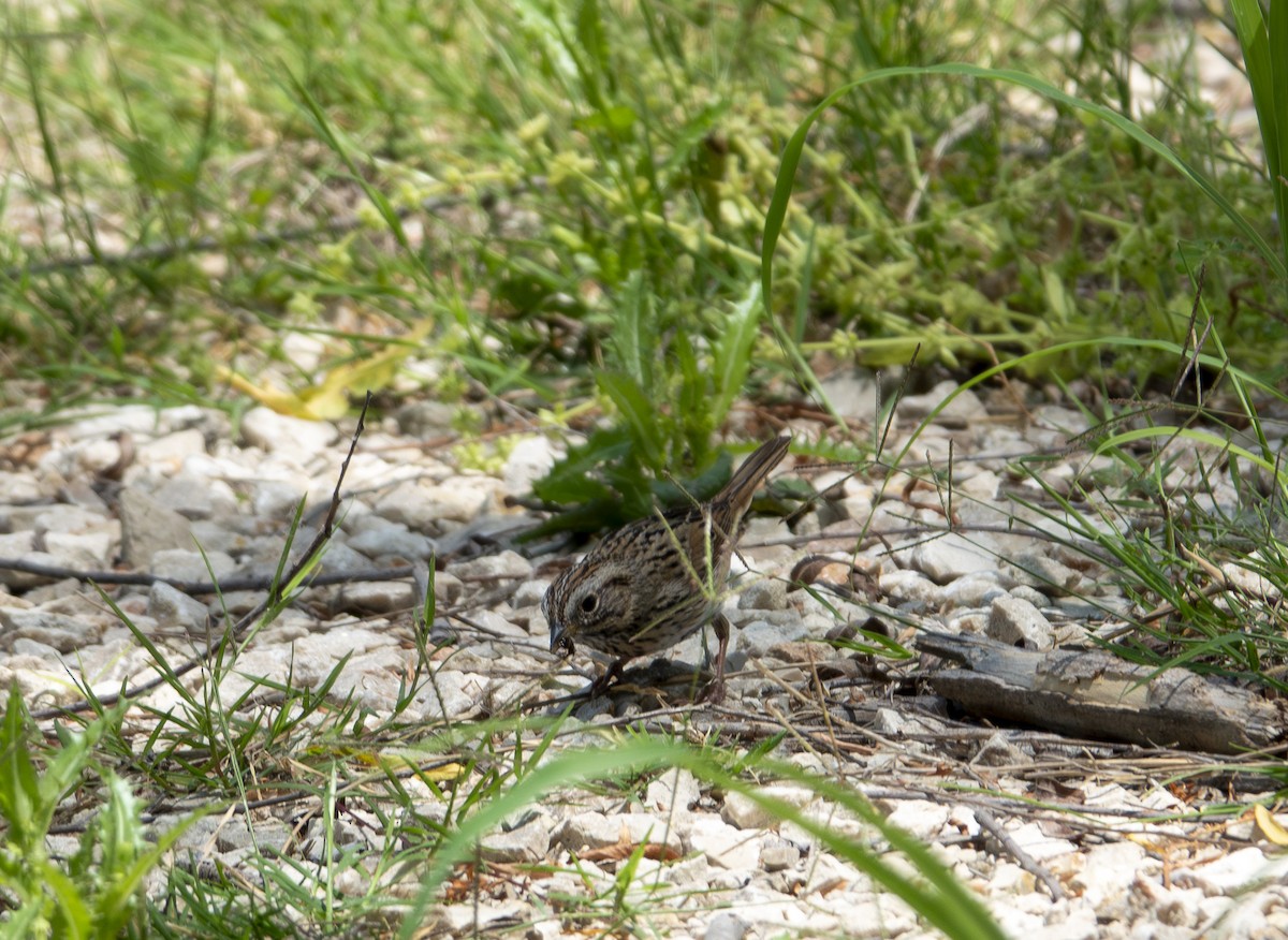 Lincoln's Sparrow - ML638984106