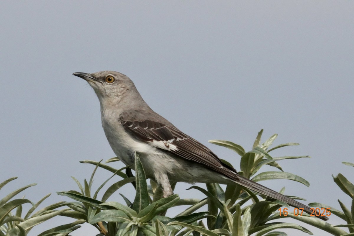 Northern Mockingbird - ML638984111