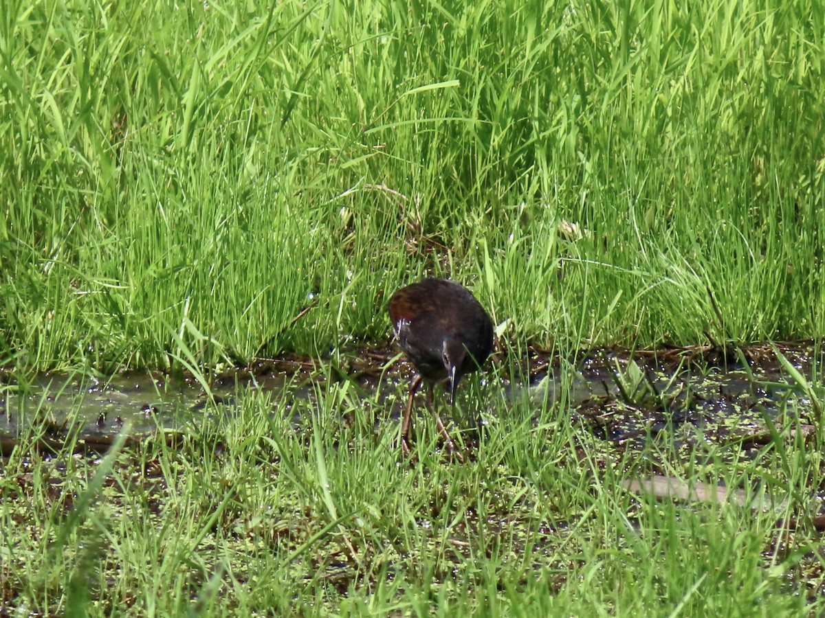 Virginia Rail - ML638984134
