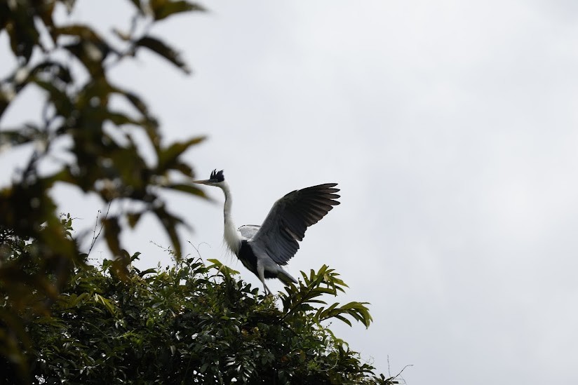 Cocoi Heron - ML638984146