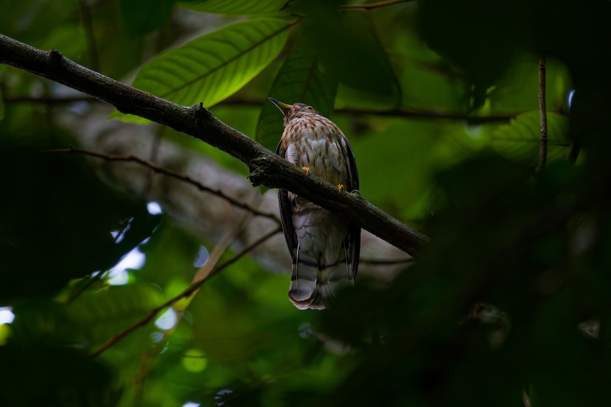 Malaysian Hawk-Cuckoo - ML638984184