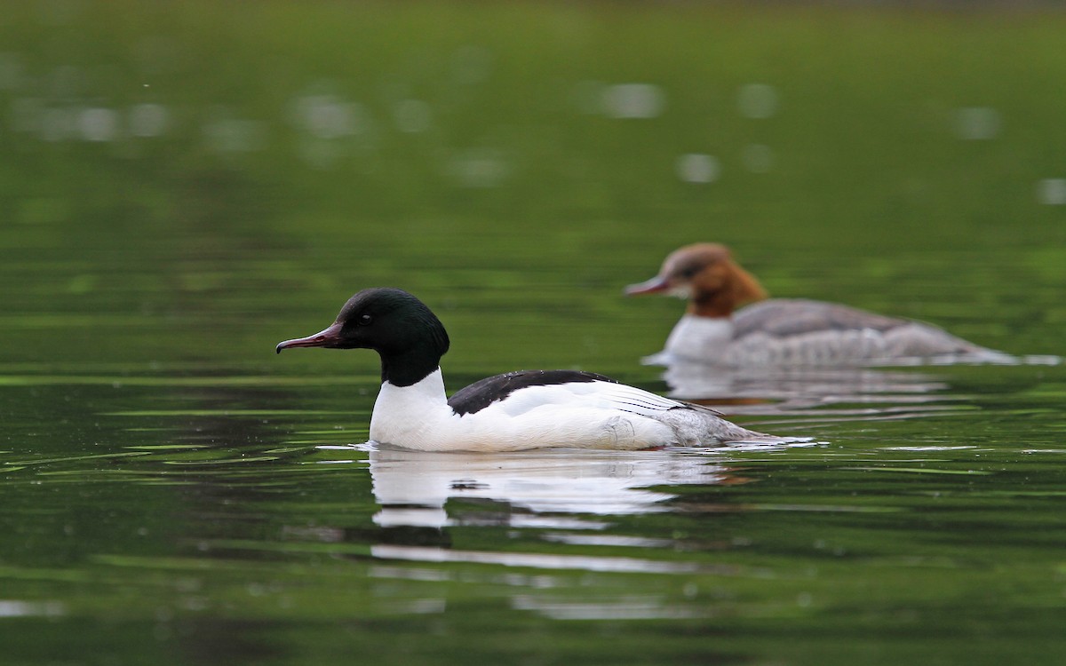 Common Merganser (Eurasian) - Christoph Moning