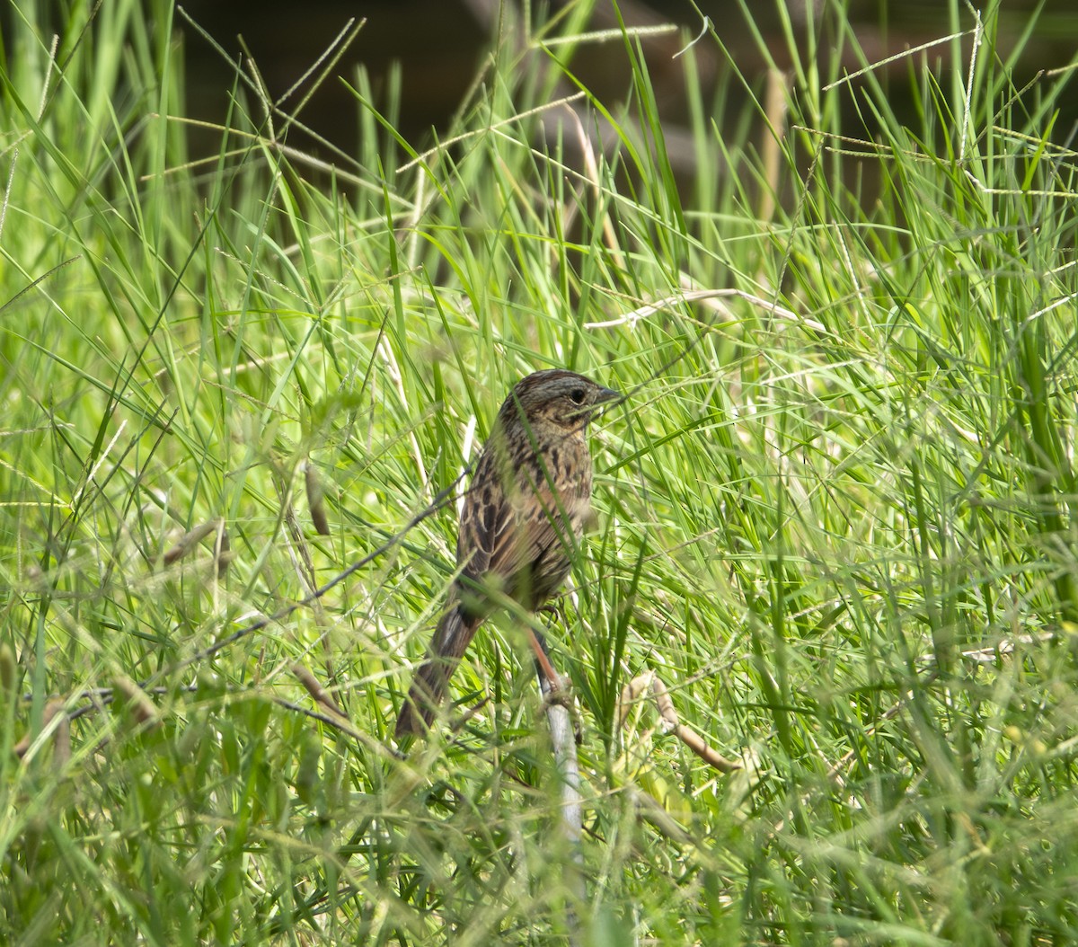 Lincoln's Sparrow - ML638984211