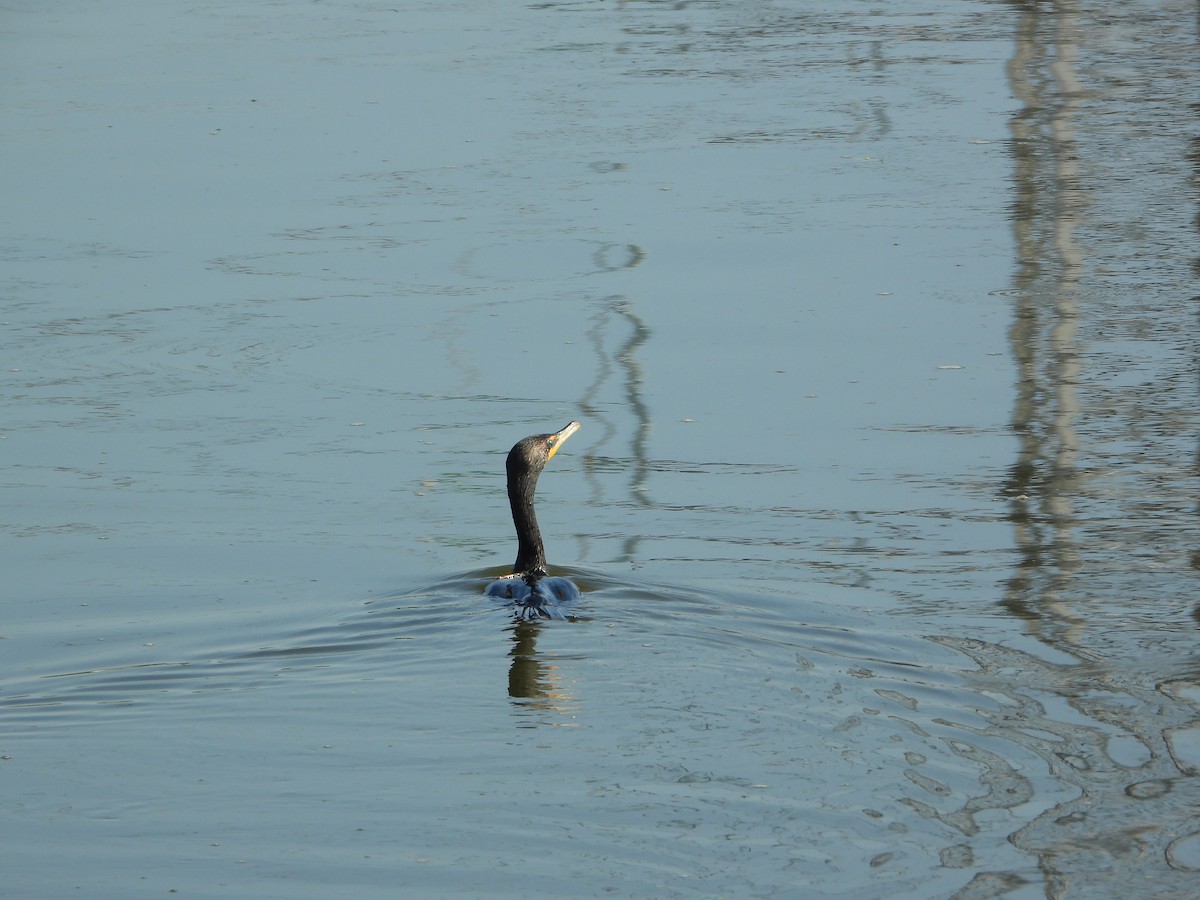 Double-crested Cormorant - ML638984212