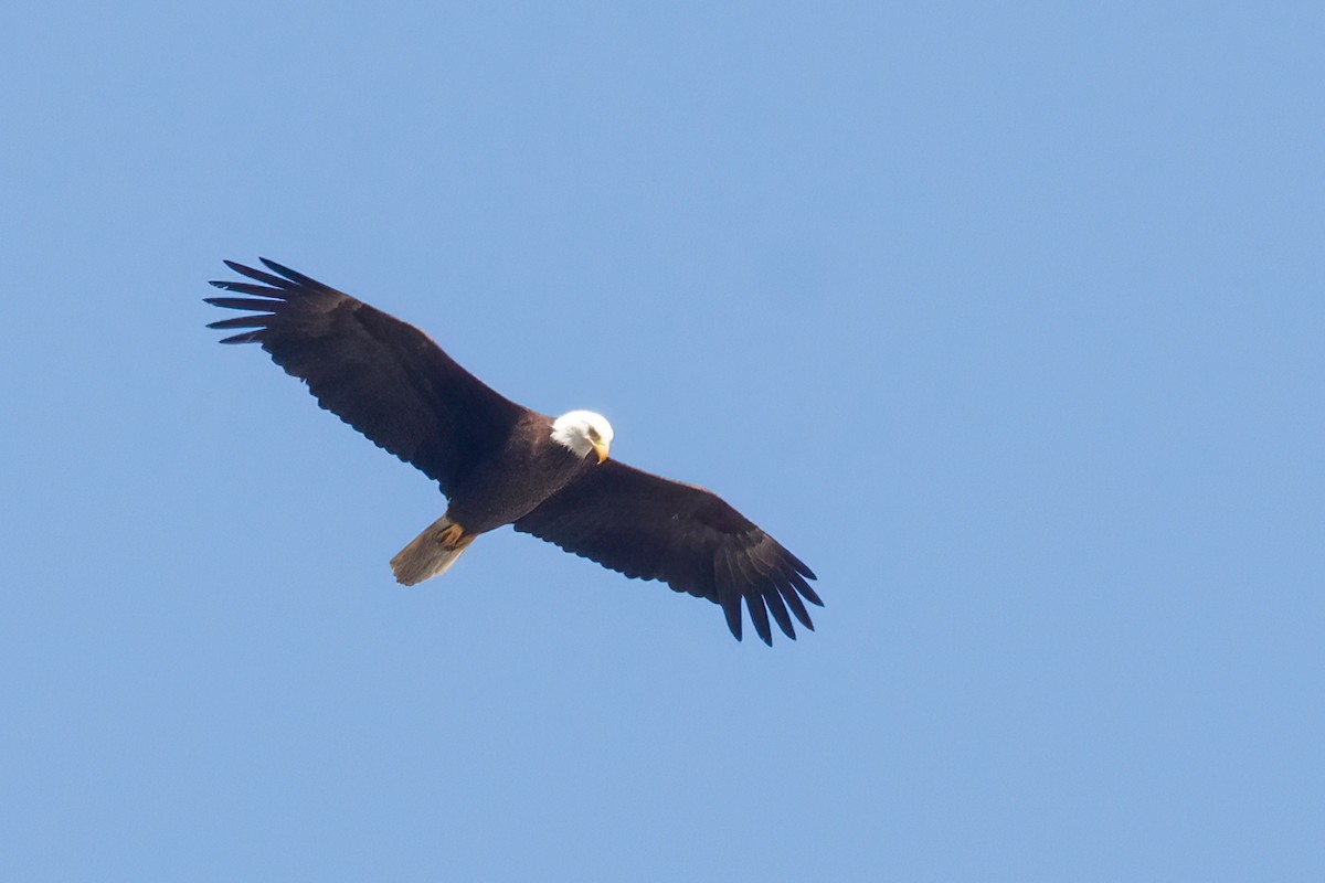 Bald Eagle - ML638984226