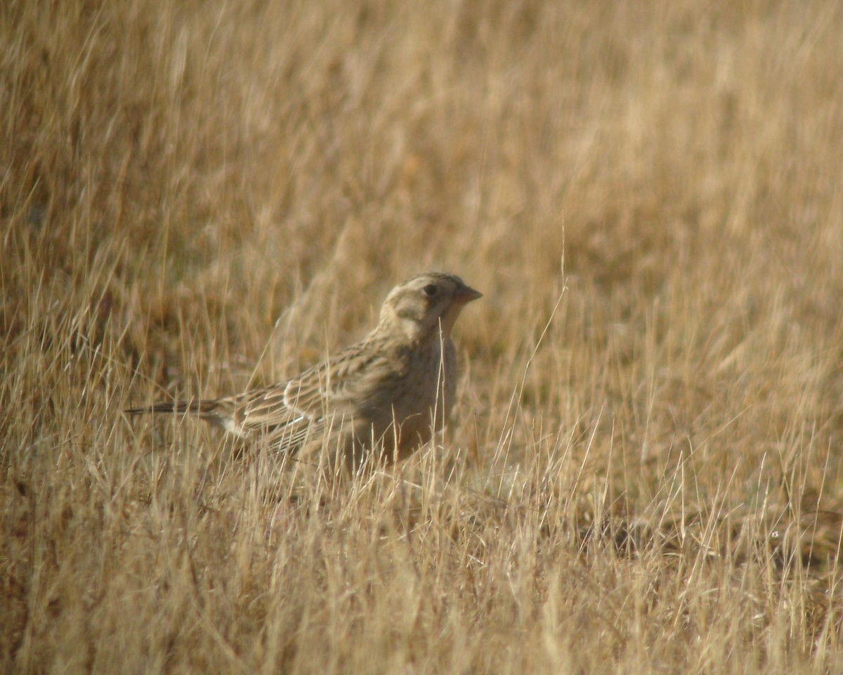 Smith's Longspur - ML638984234