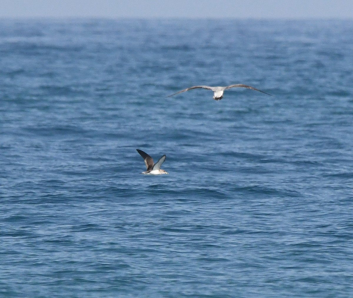 Scopoli's Shearwater - ML638984243