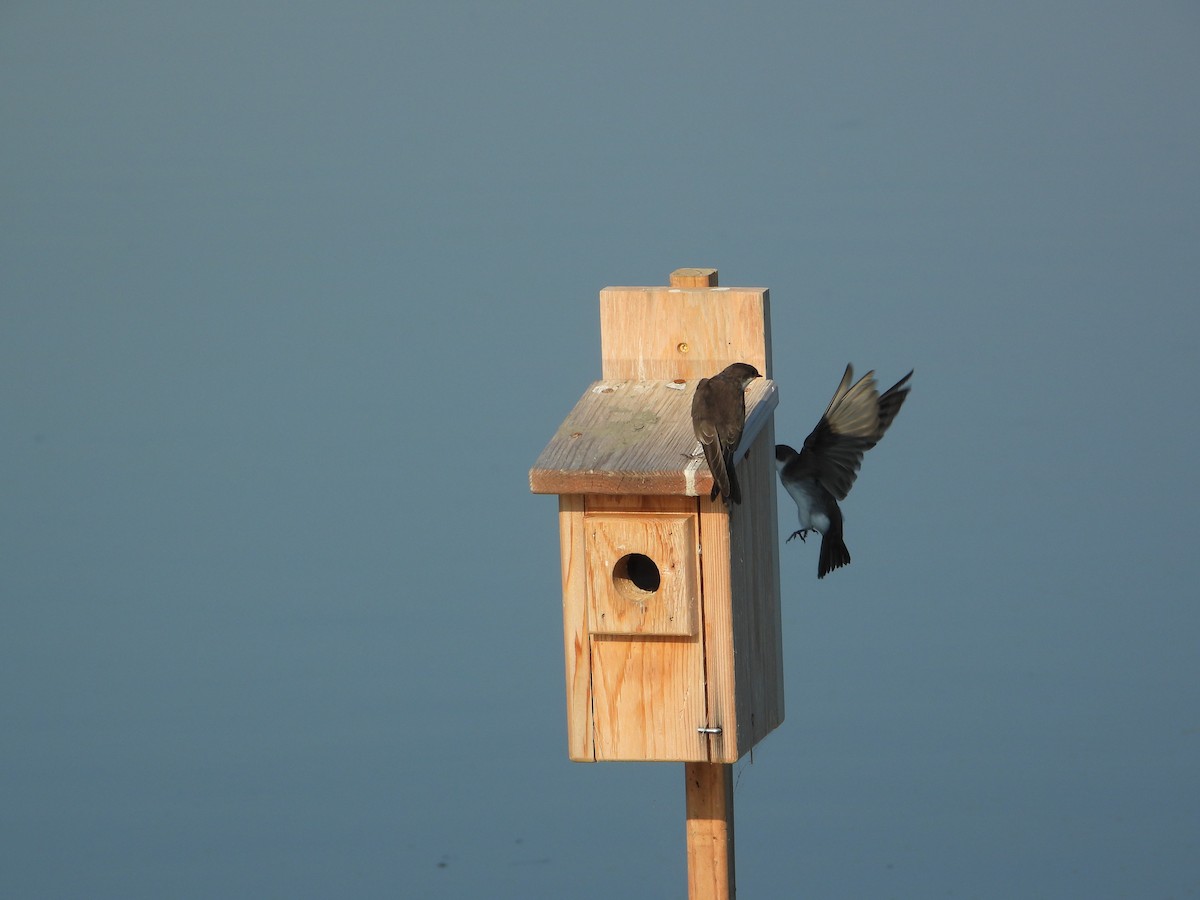 Древесная ласточка - ML638984245