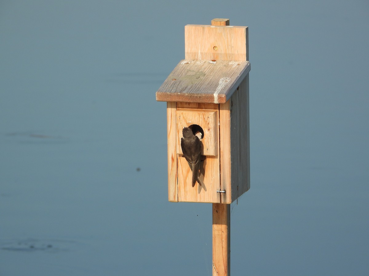 Древесная ласточка - ML638984246