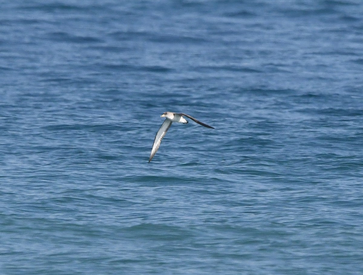 Scopoli's Shearwater - ML638984272