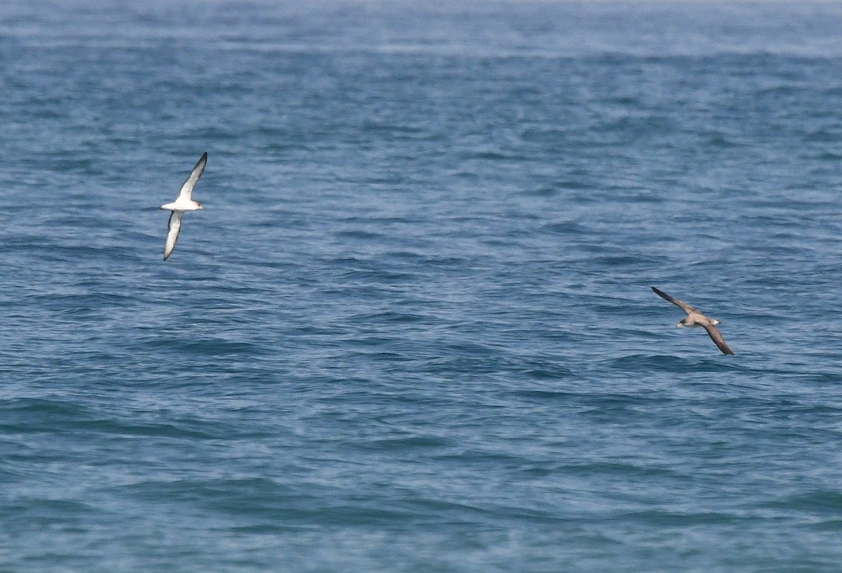 Scopoli's Shearwater - ML638984273