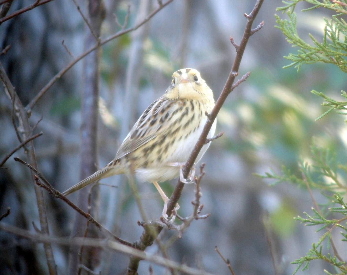 LeConte's Sparrow - ML638984275