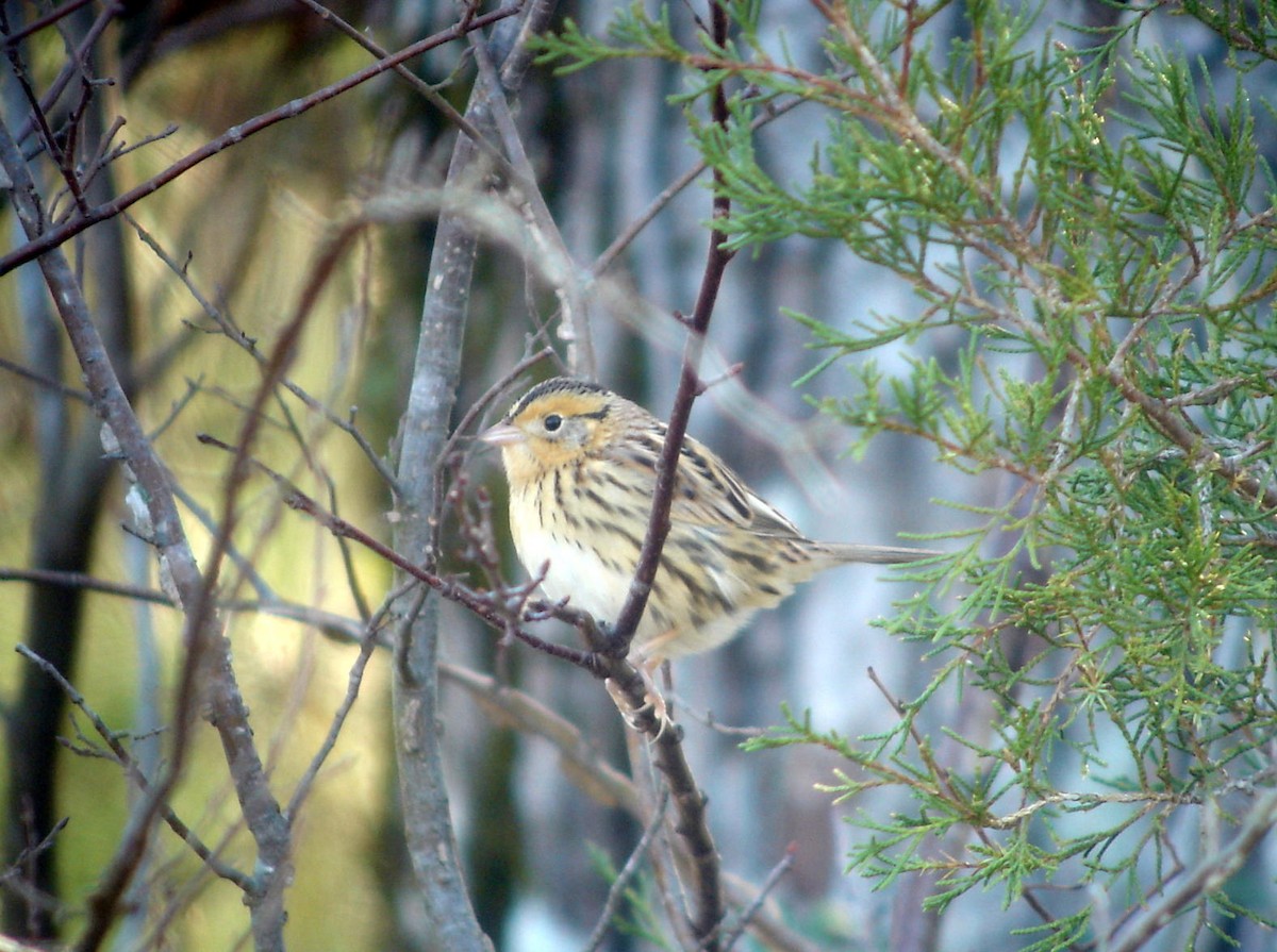 LeConte's Sparrow - ML638984276