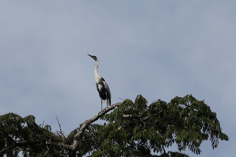 Cocoi Heron - ML638984323