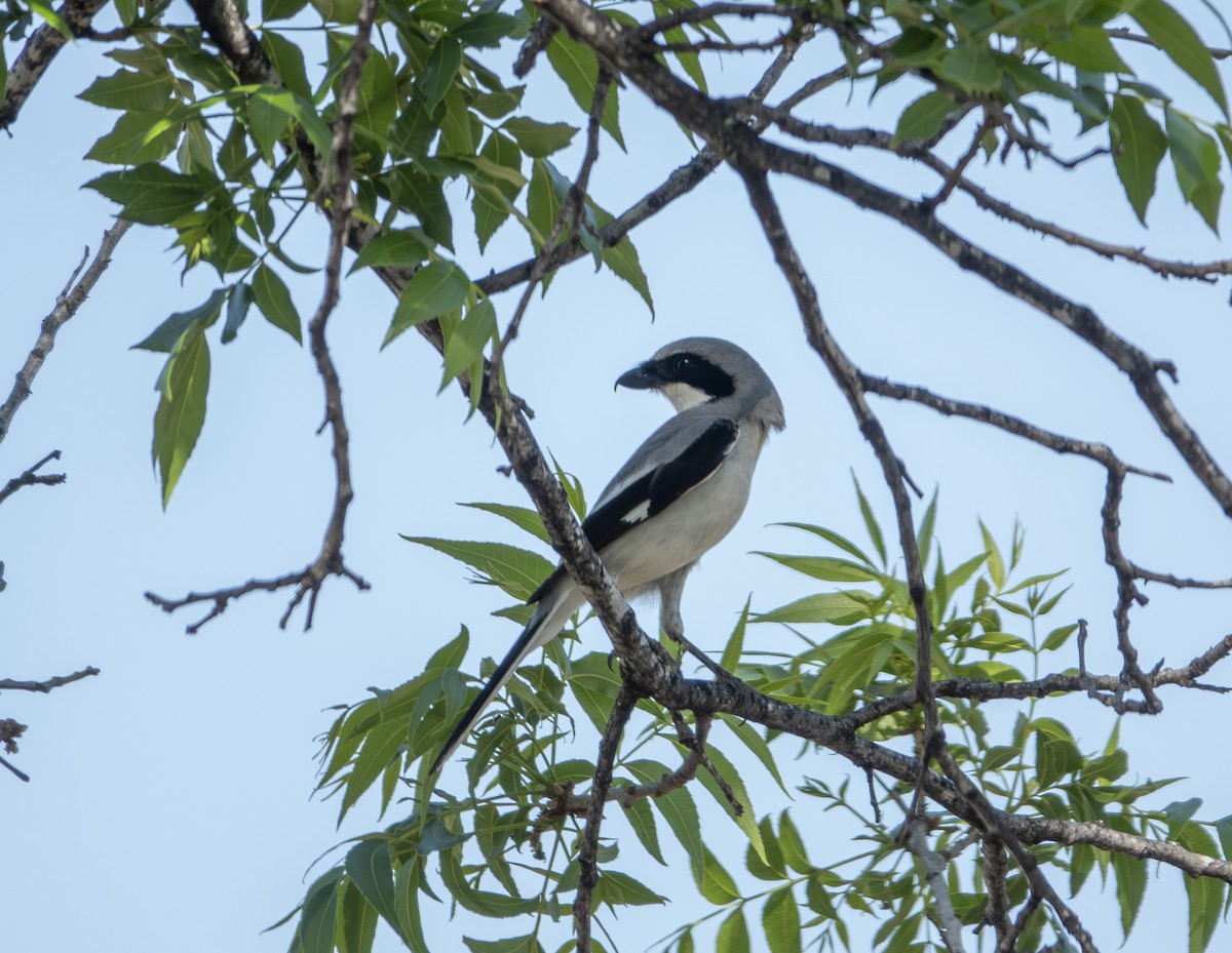 Pie-grièche migratrice - ML638984325