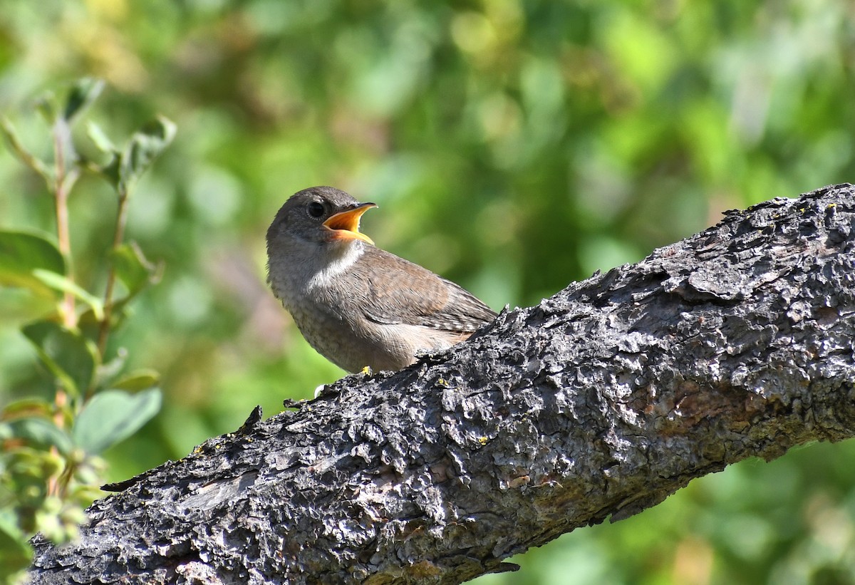 Northern House Wren - ML638984425