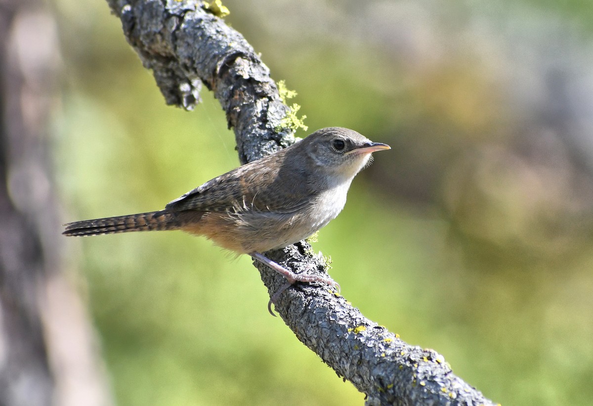 Northern House Wren - ML638984431