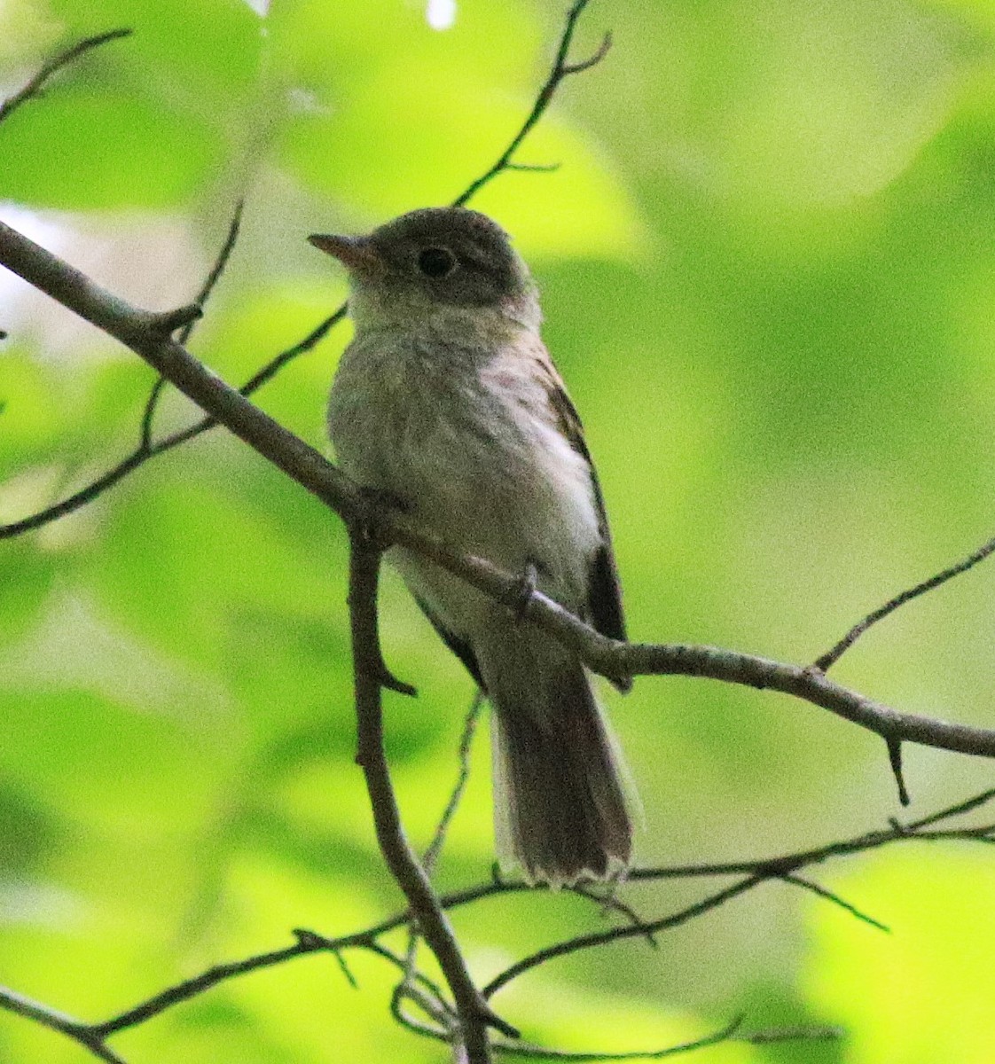 Acadian Flycatcher - ML638984449