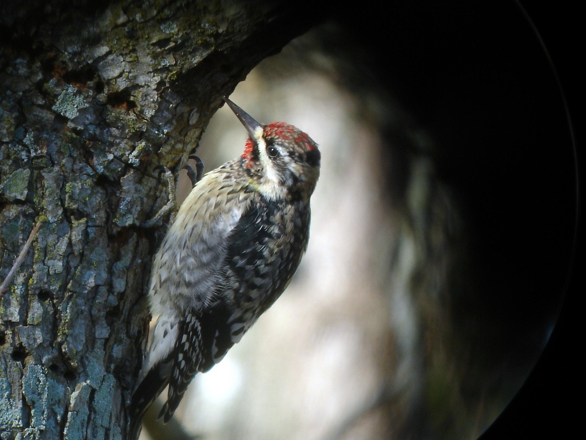 Yellow-bellied Sapsucker - ML638984501
