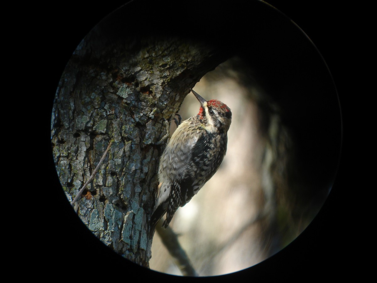 Yellow-bellied Sapsucker - ML638984502