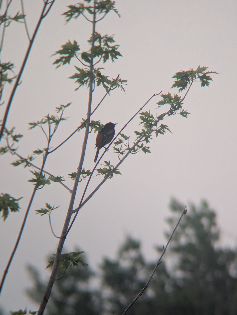Orchard Oriole - ML638984531
