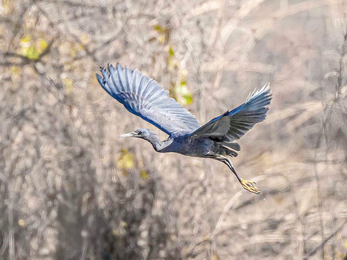 Black Heron - ML638984558