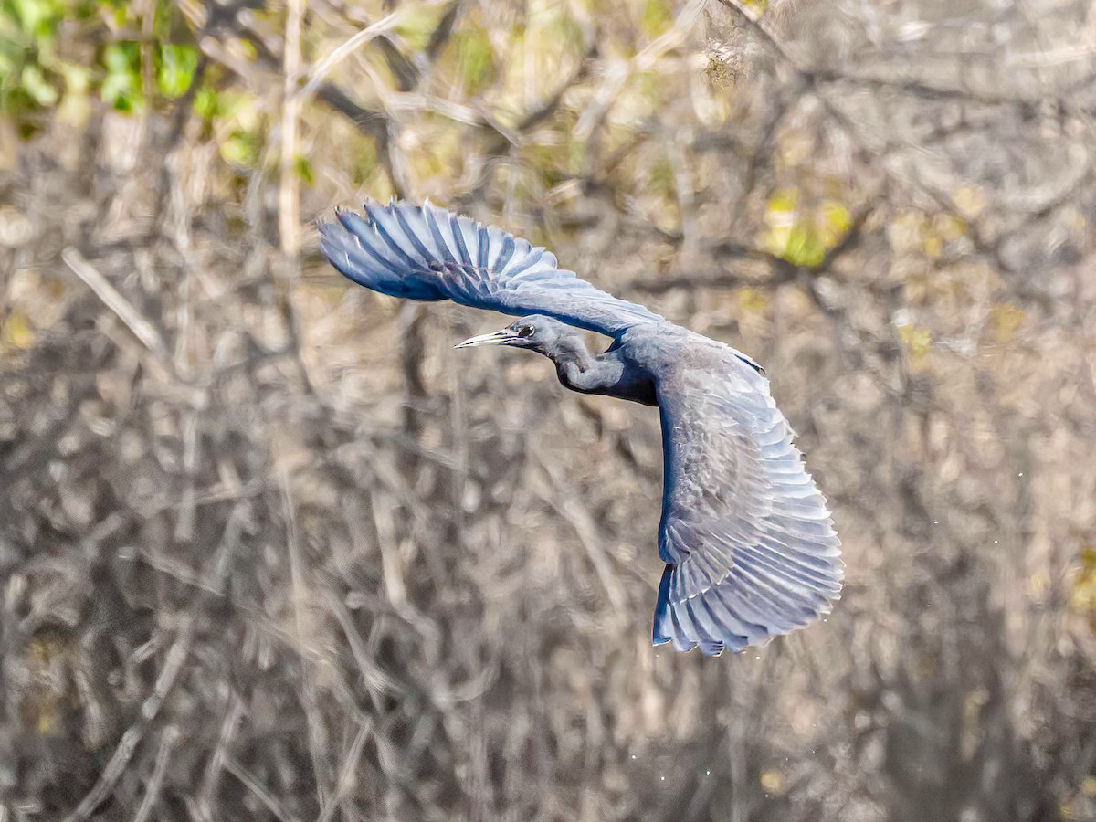 Black Heron - ML638984560
