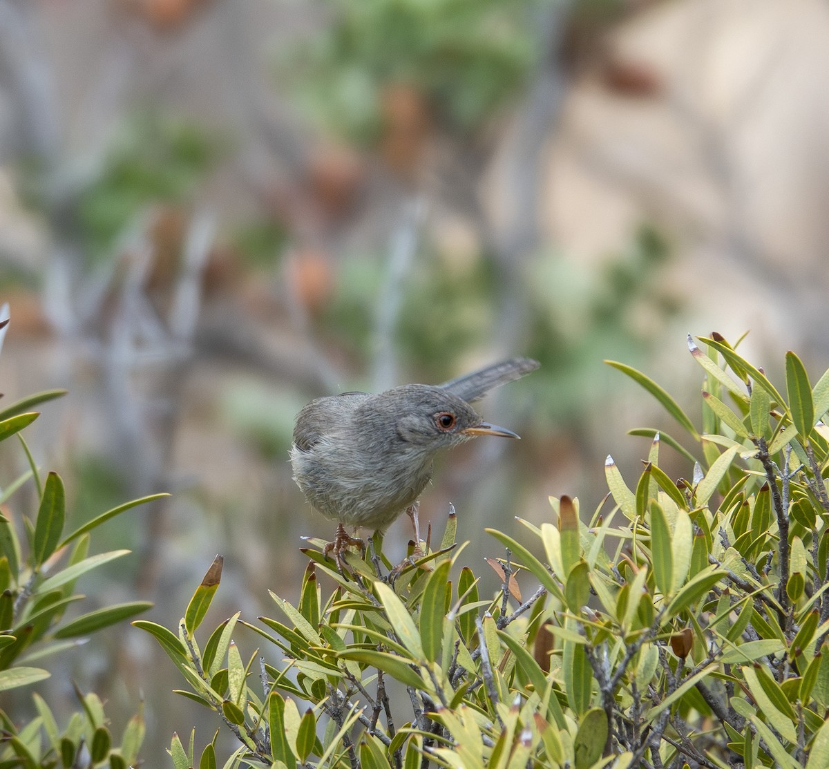Balearic Warbler - ML638984569