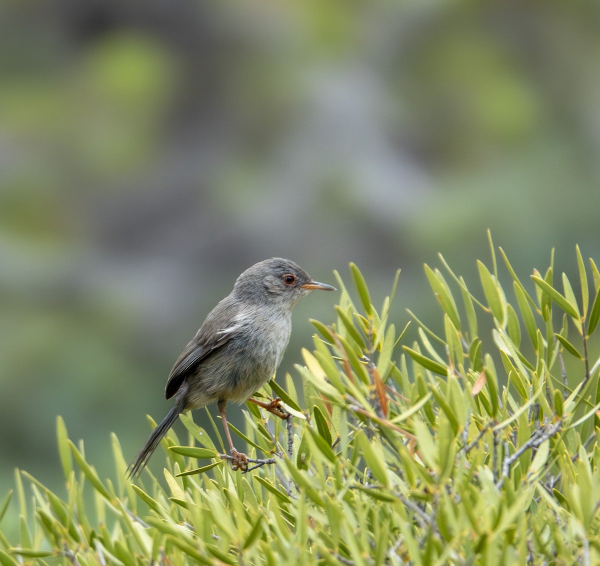 Balearic Warbler - ML638984570