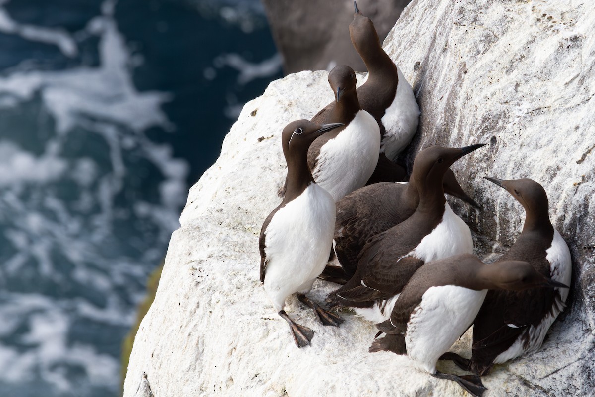 Common Murre - ML638984589
