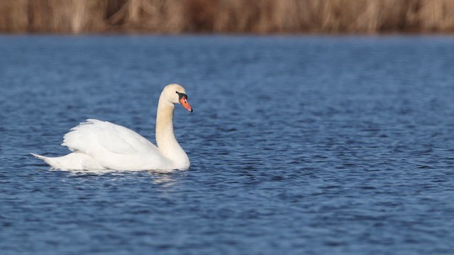 Mute Swan - ML638984603
