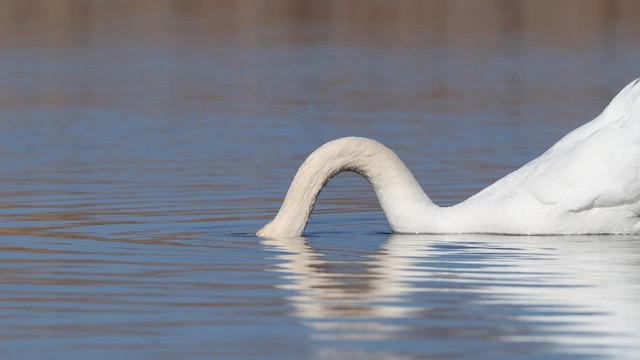 Mute Swan - ML638984615