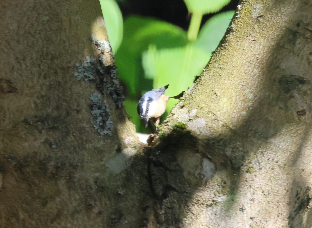 Red-breasted Nuthatch - ML638984618