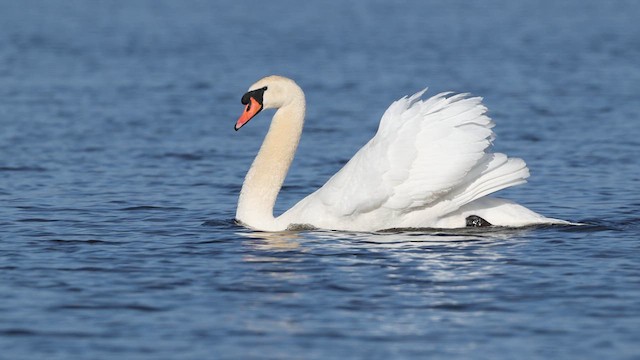 Mute Swan - ML638984621