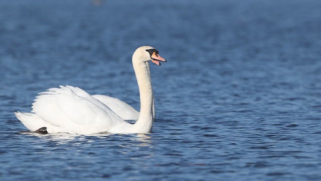Mute Swan - ML638984624