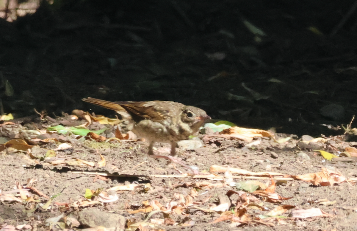 Swainson's Thrush - ML638984628