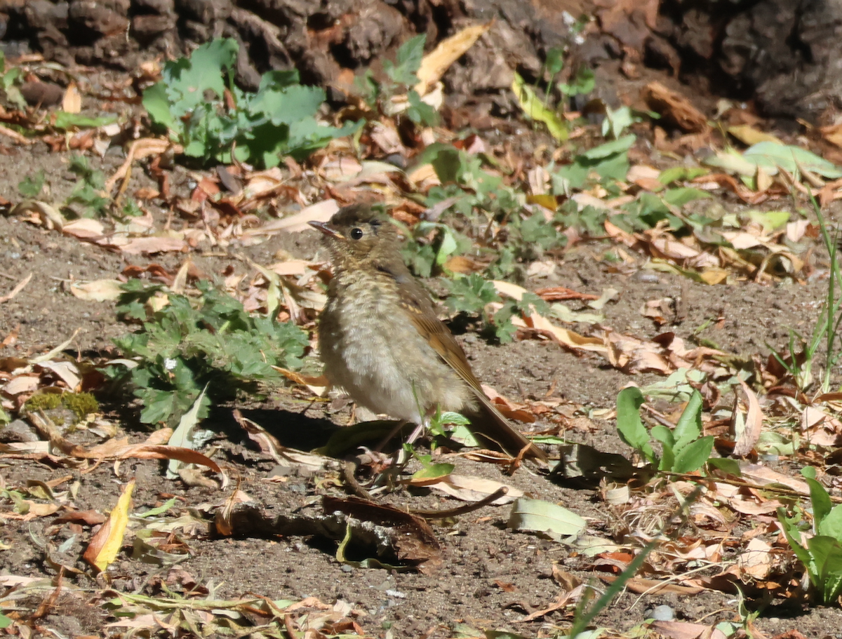 Swainson's Thrush - ML638984631