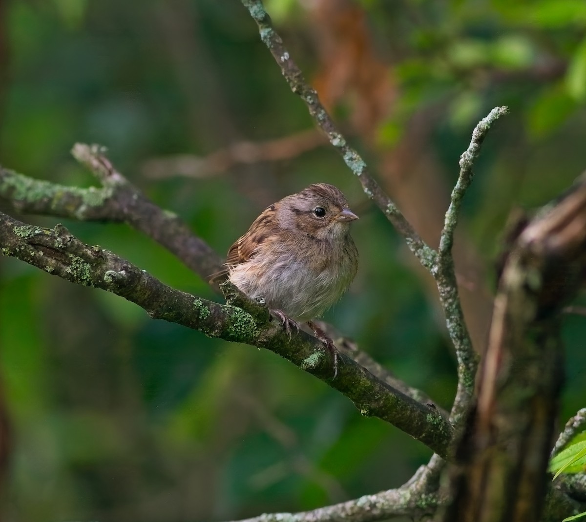 Swamp Sparrow - ML638984669