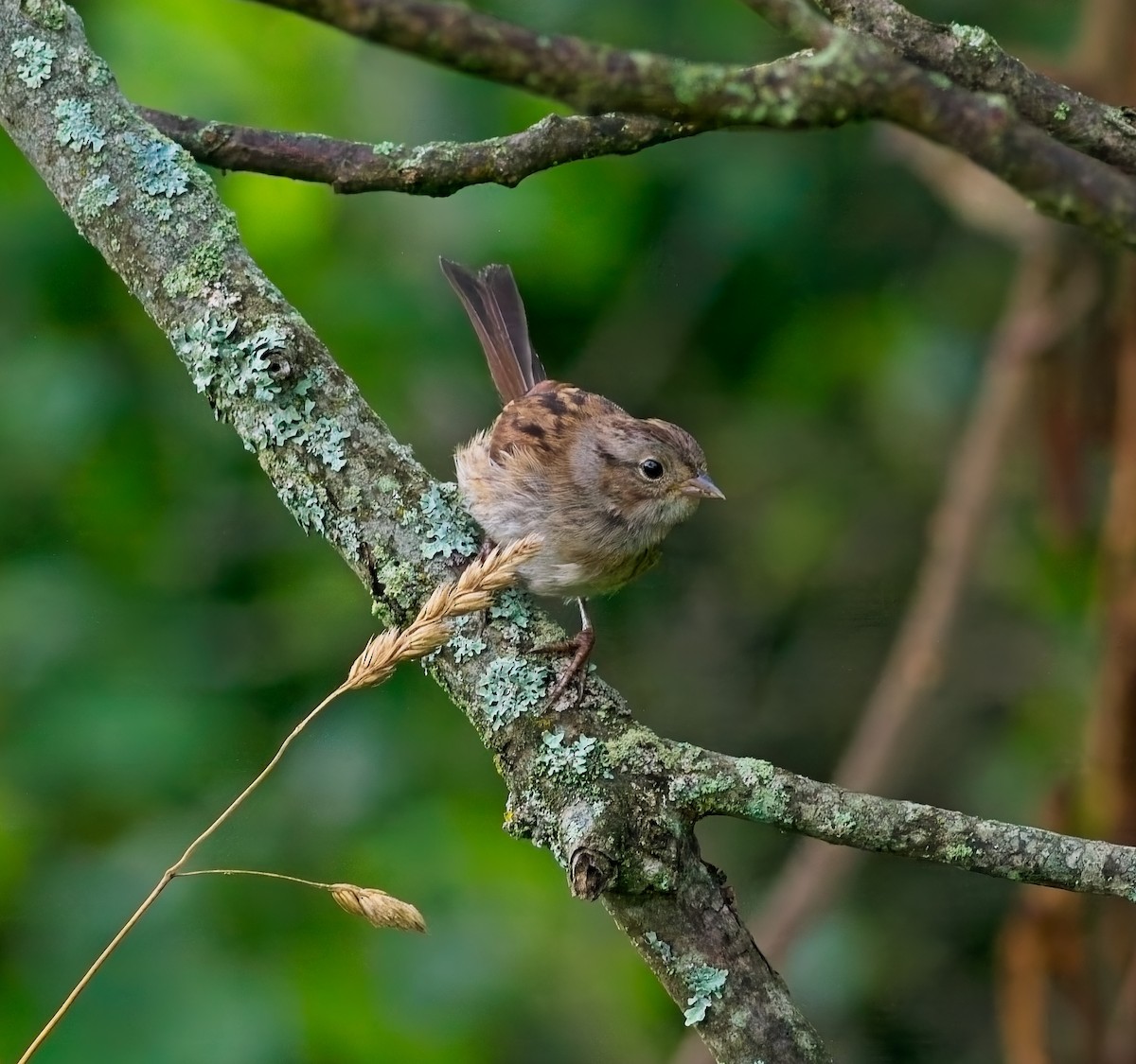 Swamp Sparrow - ML638984670