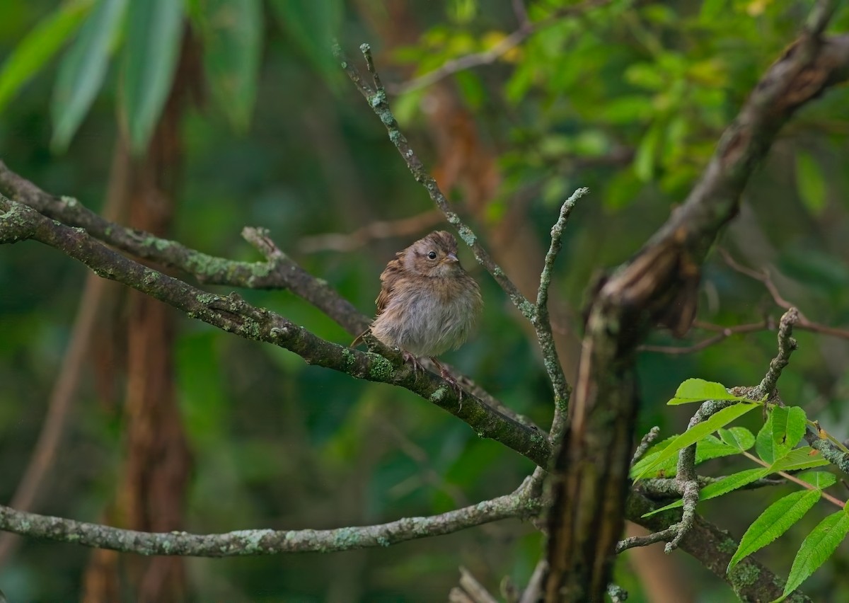 Swamp Sparrow - ML638984671