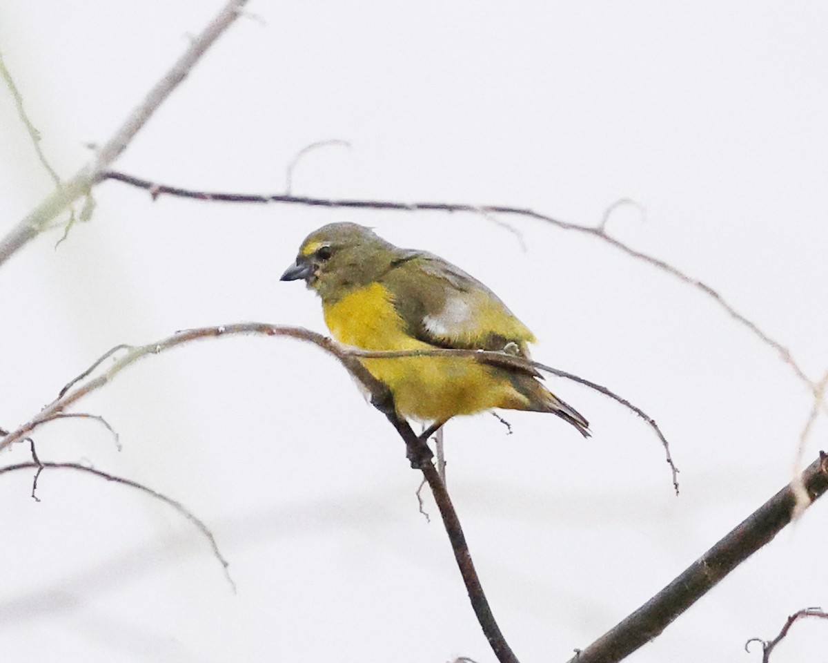 Purple-throated Euphonia - ML638984771