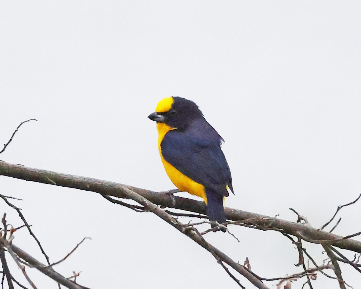 Thick-billed Euphonia - ML638984774