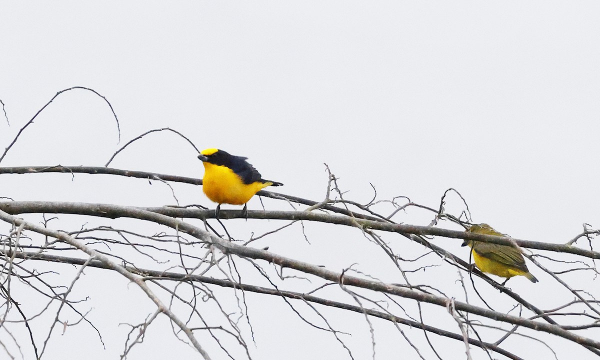 Thick-billed Euphonia - ML638984777