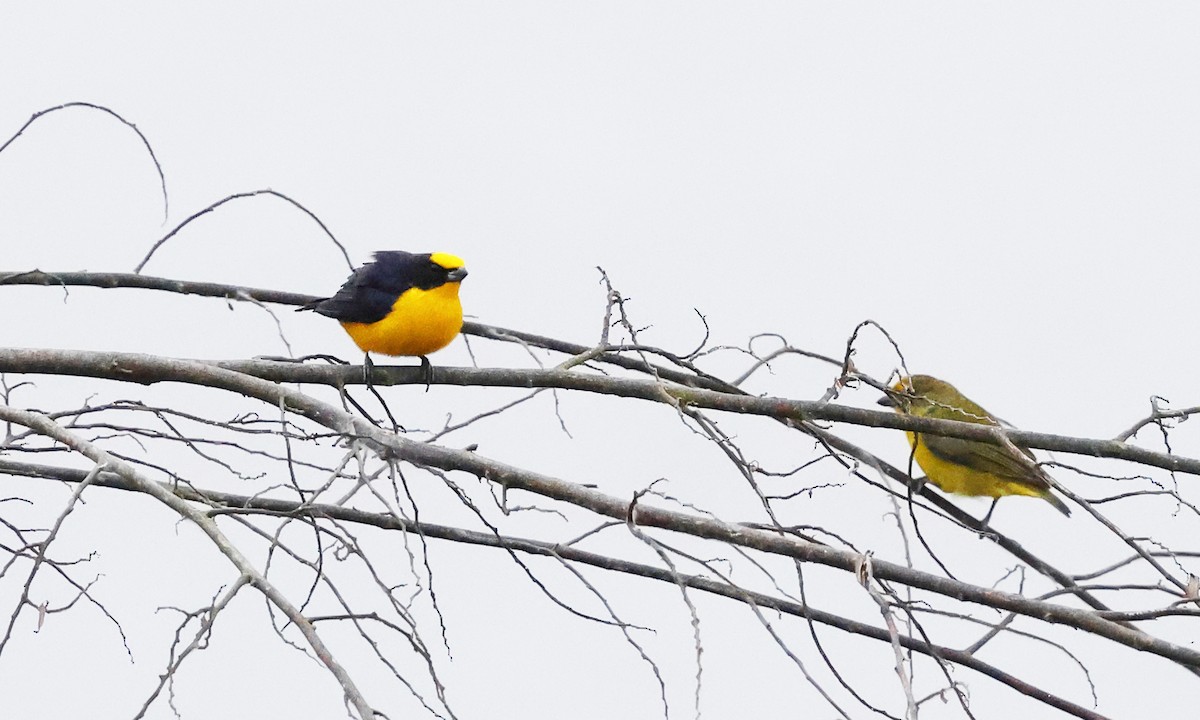 Thick-billed Euphonia - ML638984778