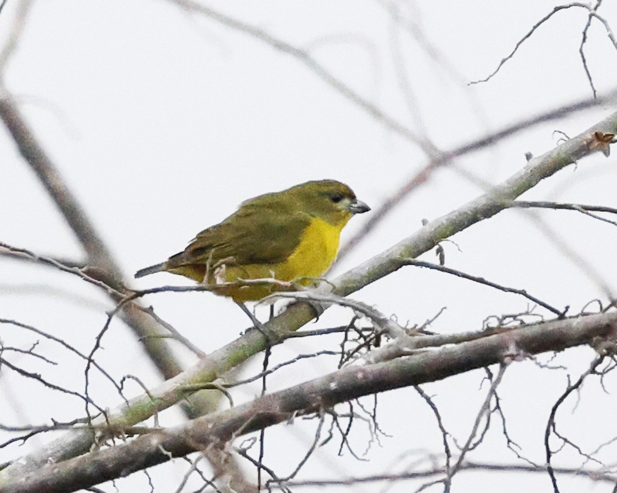 Thick-billed Euphonia - ML638984781