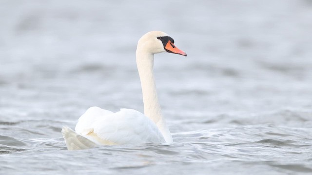Mute Swan - ML638984821