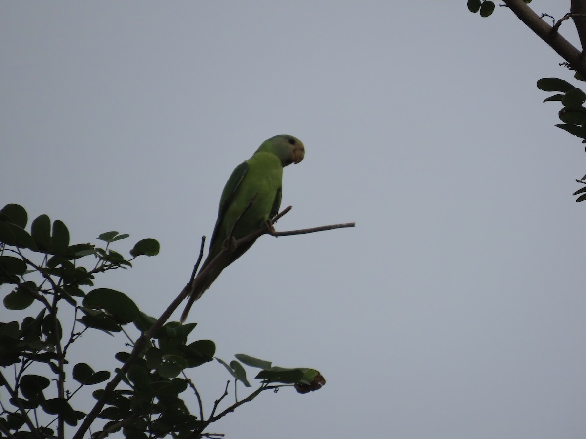 コセイインコ - ML638984829