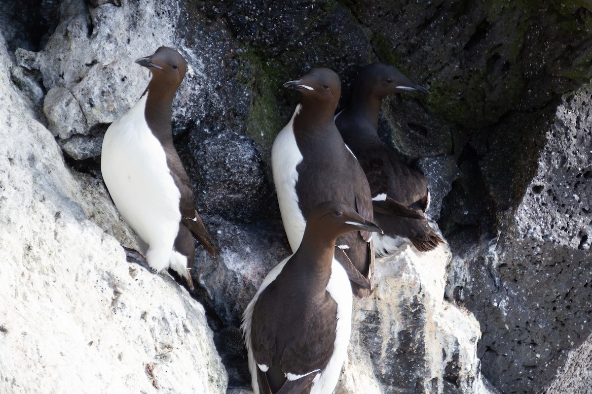 Thick-billed Murre - ML638984832