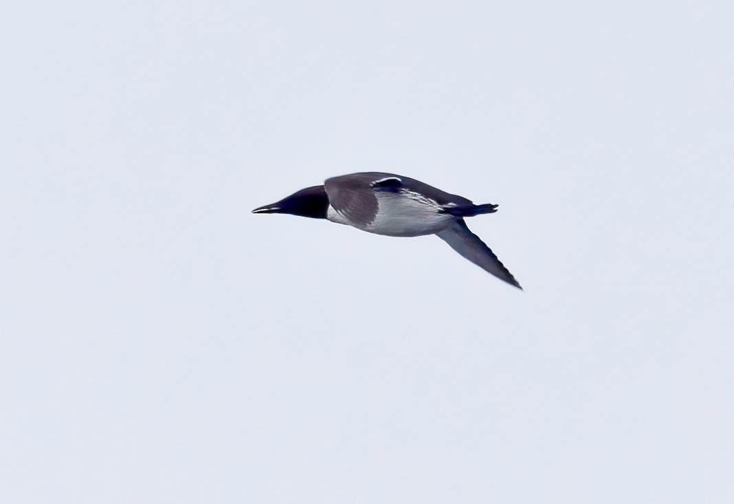 Common Murre - ML638984858