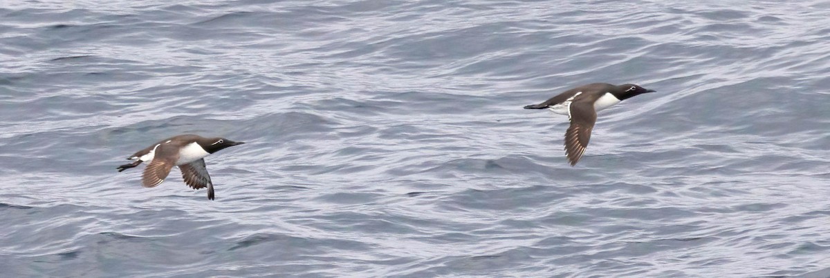 Common Murre - ML638984859